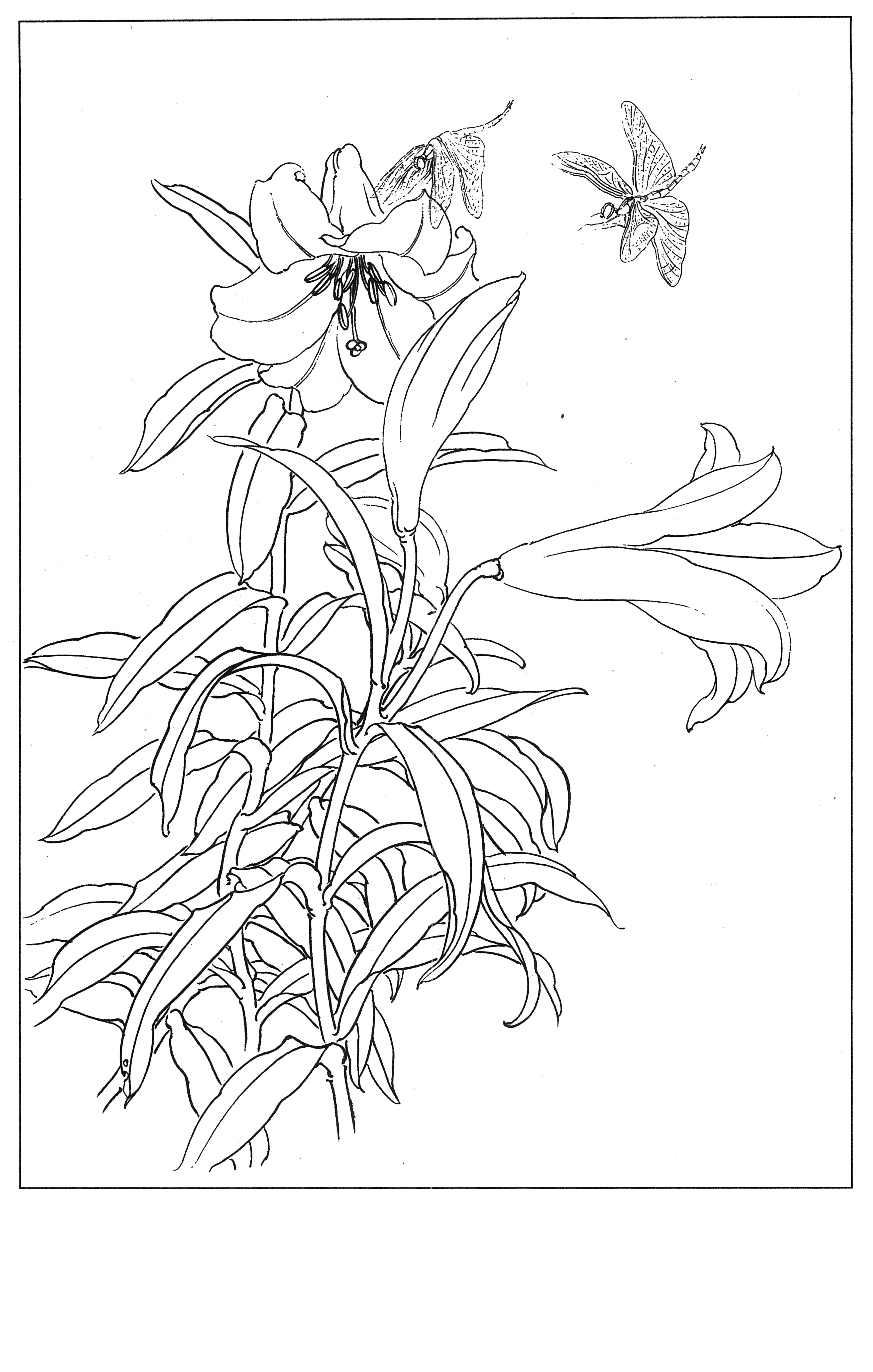 书画家艺术网站工笔画素材《百合白描图》0011工笔画