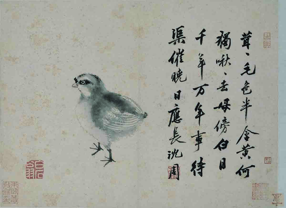 明 沈周 雏鸡图页35x49