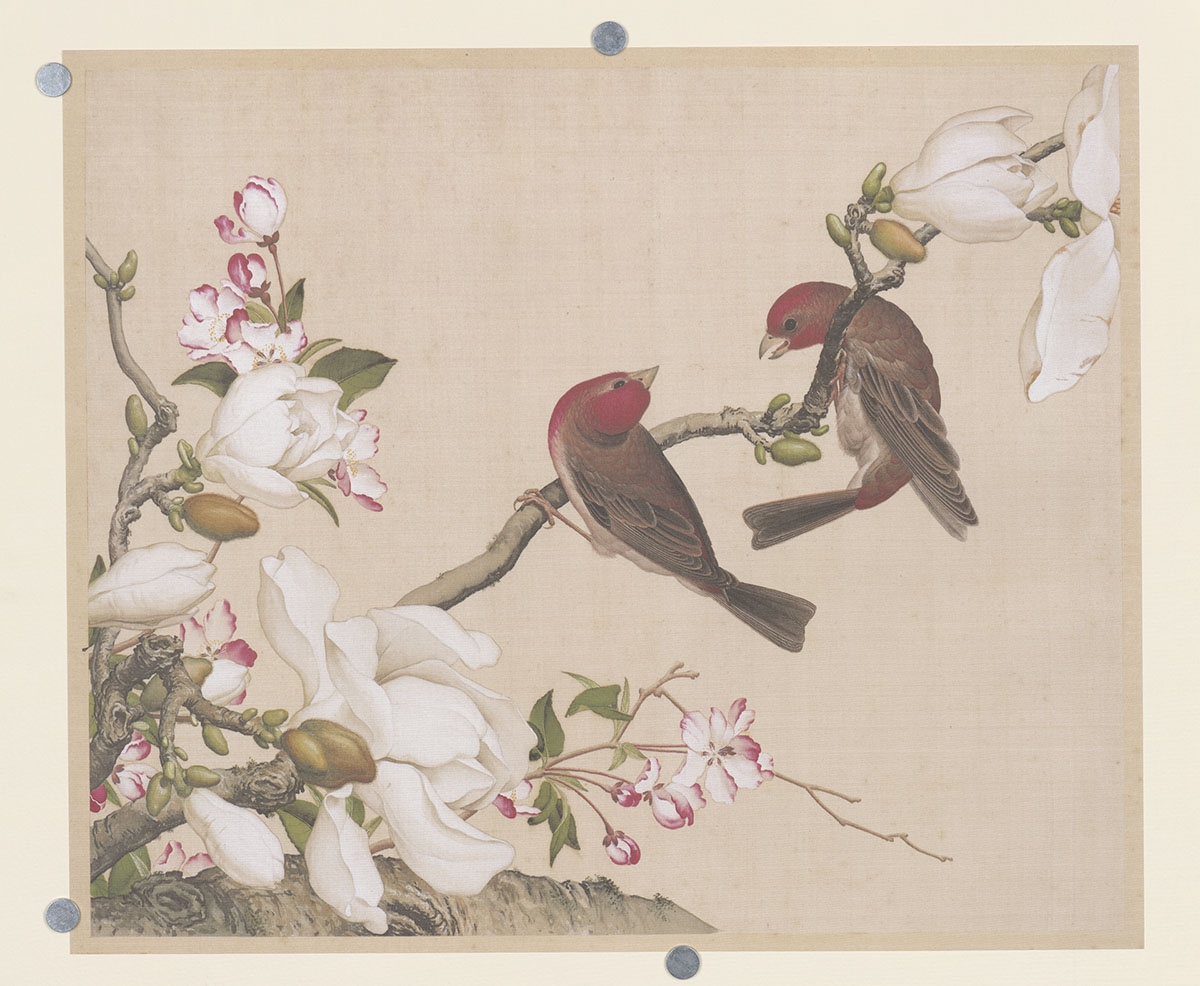 郎世宁-海棠玉兰图