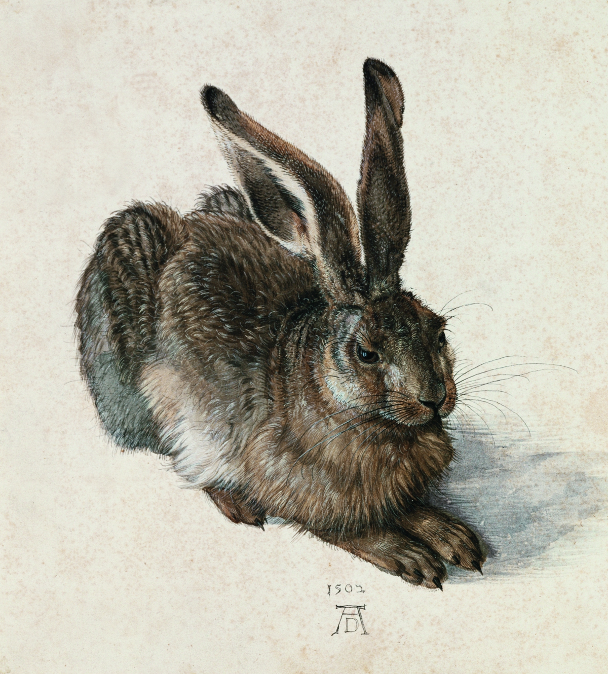 德国 丢勒 野兔 油画 22.6x25