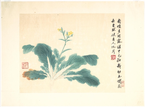 明 沈周 菜花图页纸本62x46cm