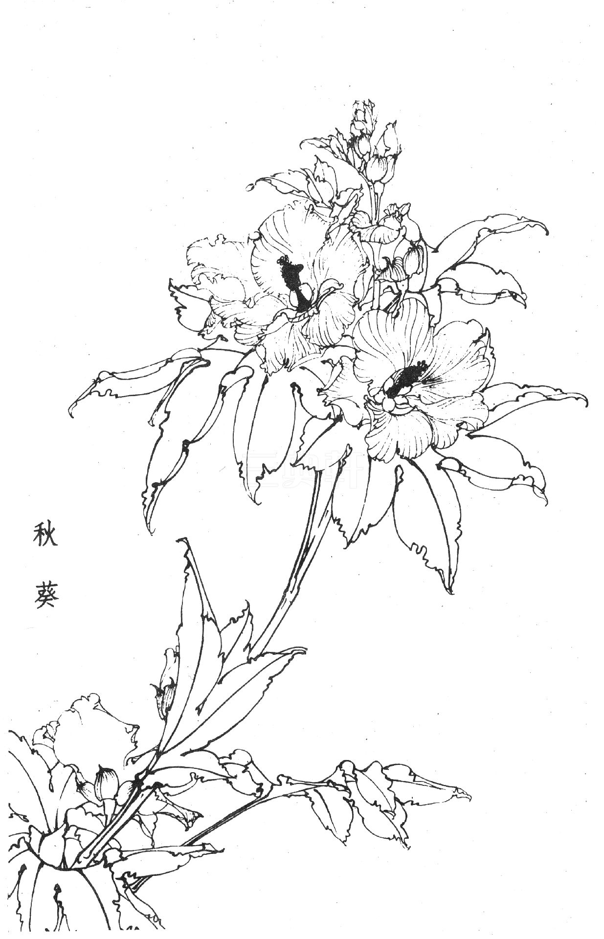 工笔画素材工笔画百花谱白描图0080工笔画百花谱白描图