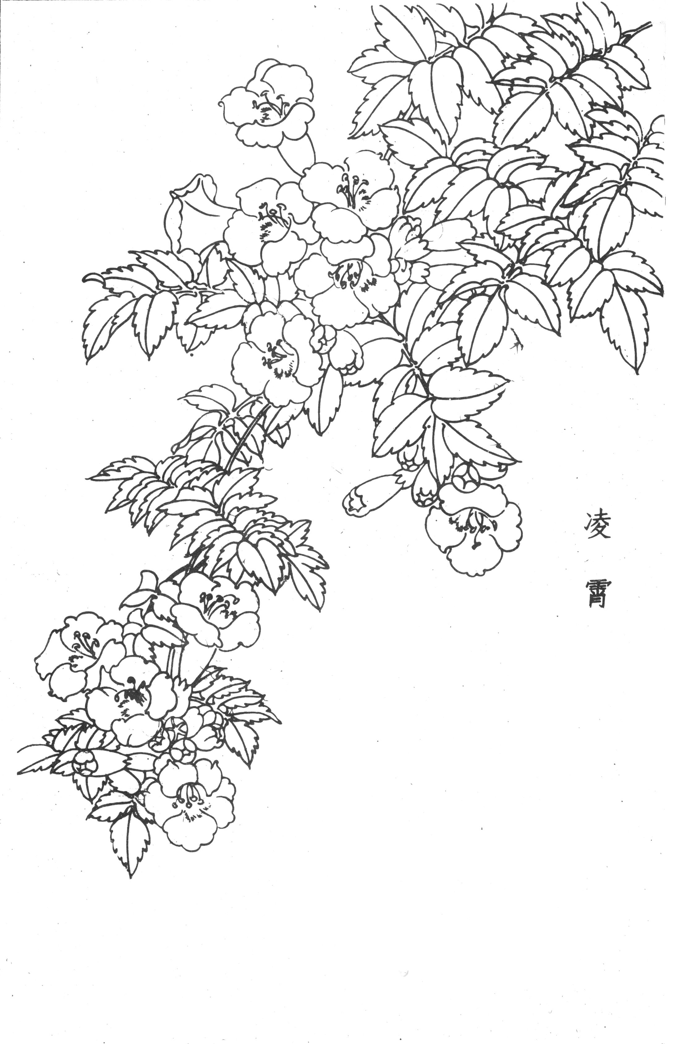 书画家艺术网站工笔画百花谱白描图0019工笔画百花谱