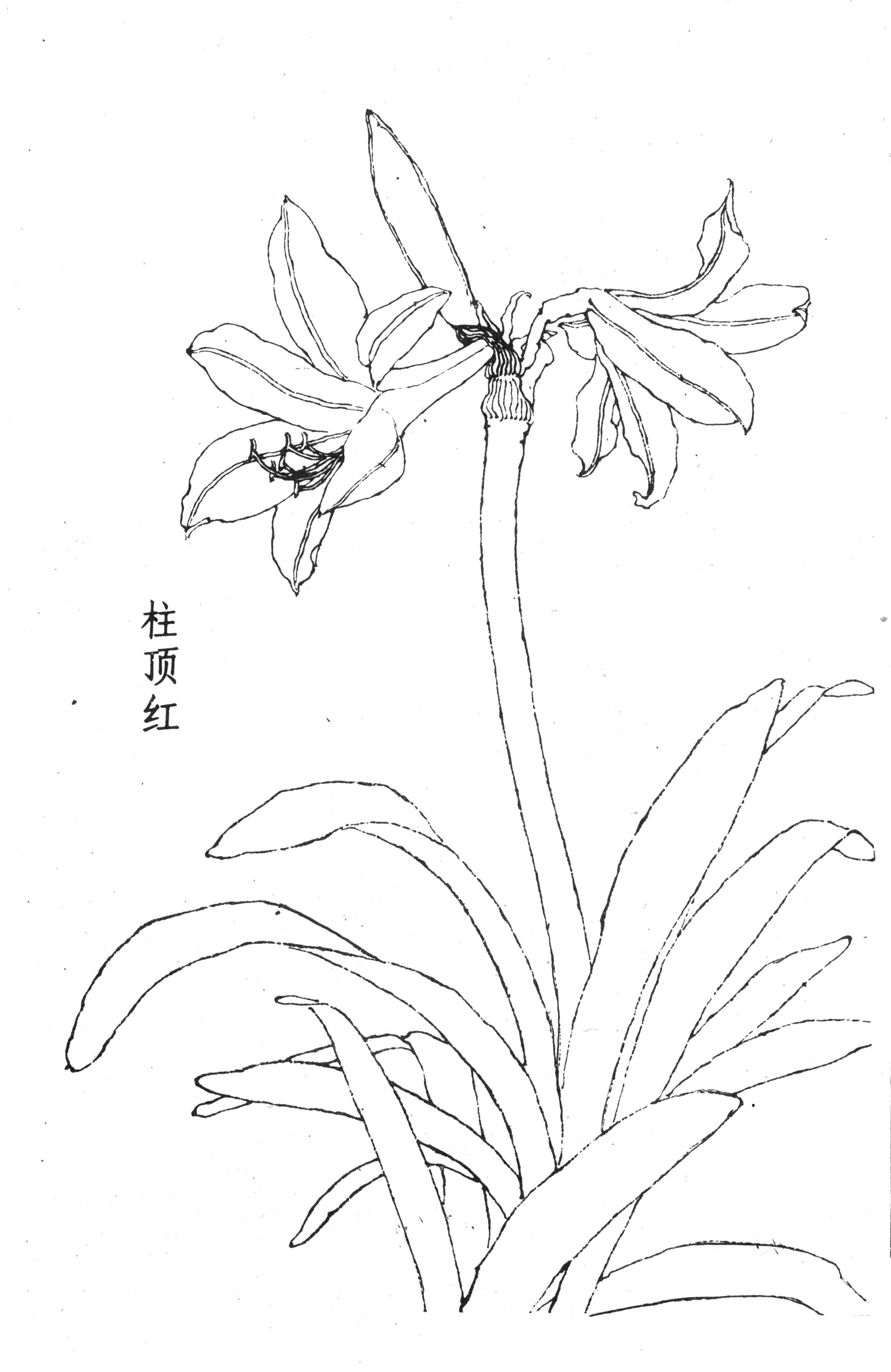 书画家艺术网站工笔画百花谱白描图0024工笔画百花谱