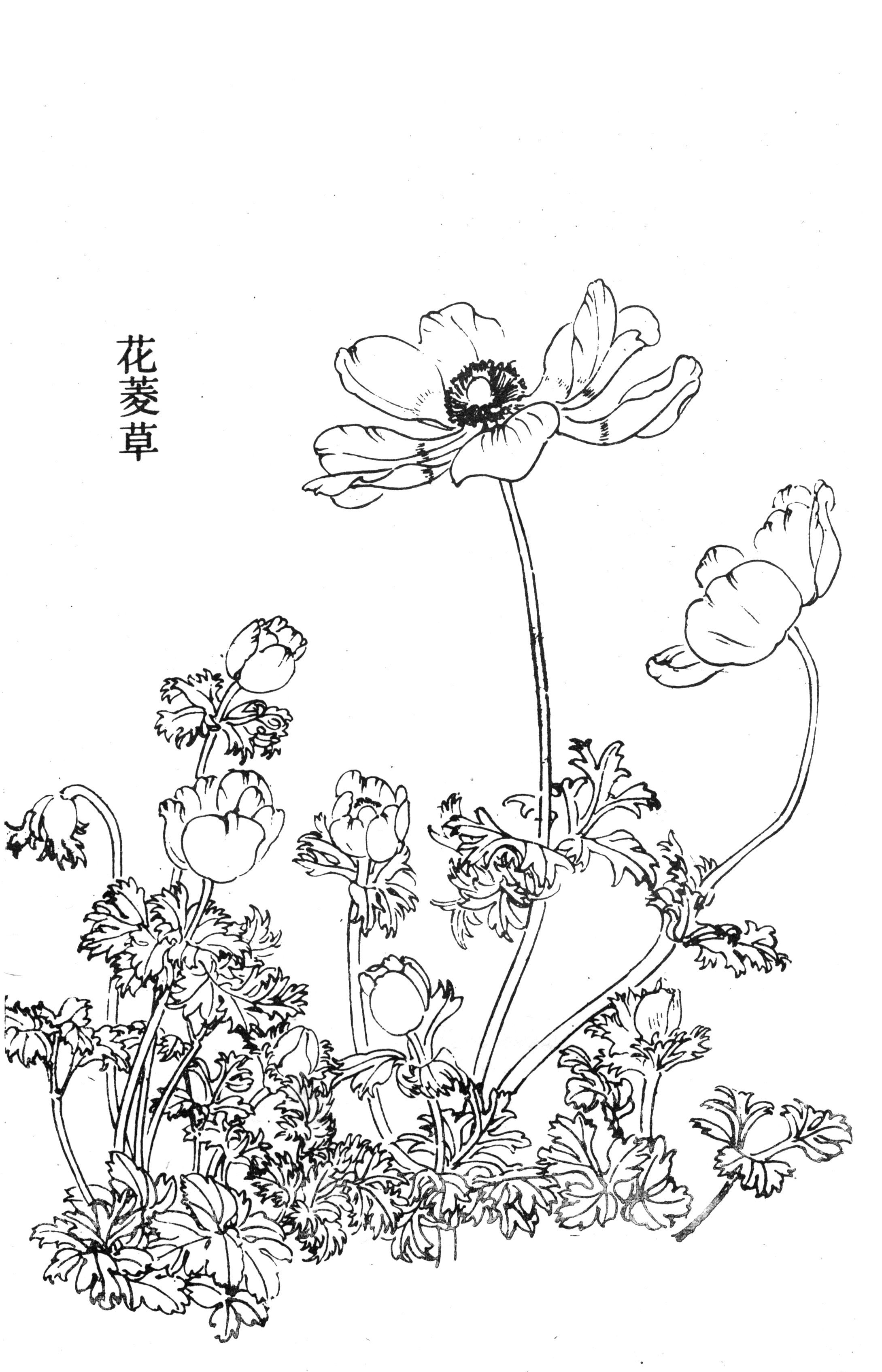 书画家艺术网站工笔画百花谱白描图0107工笔画百花谱