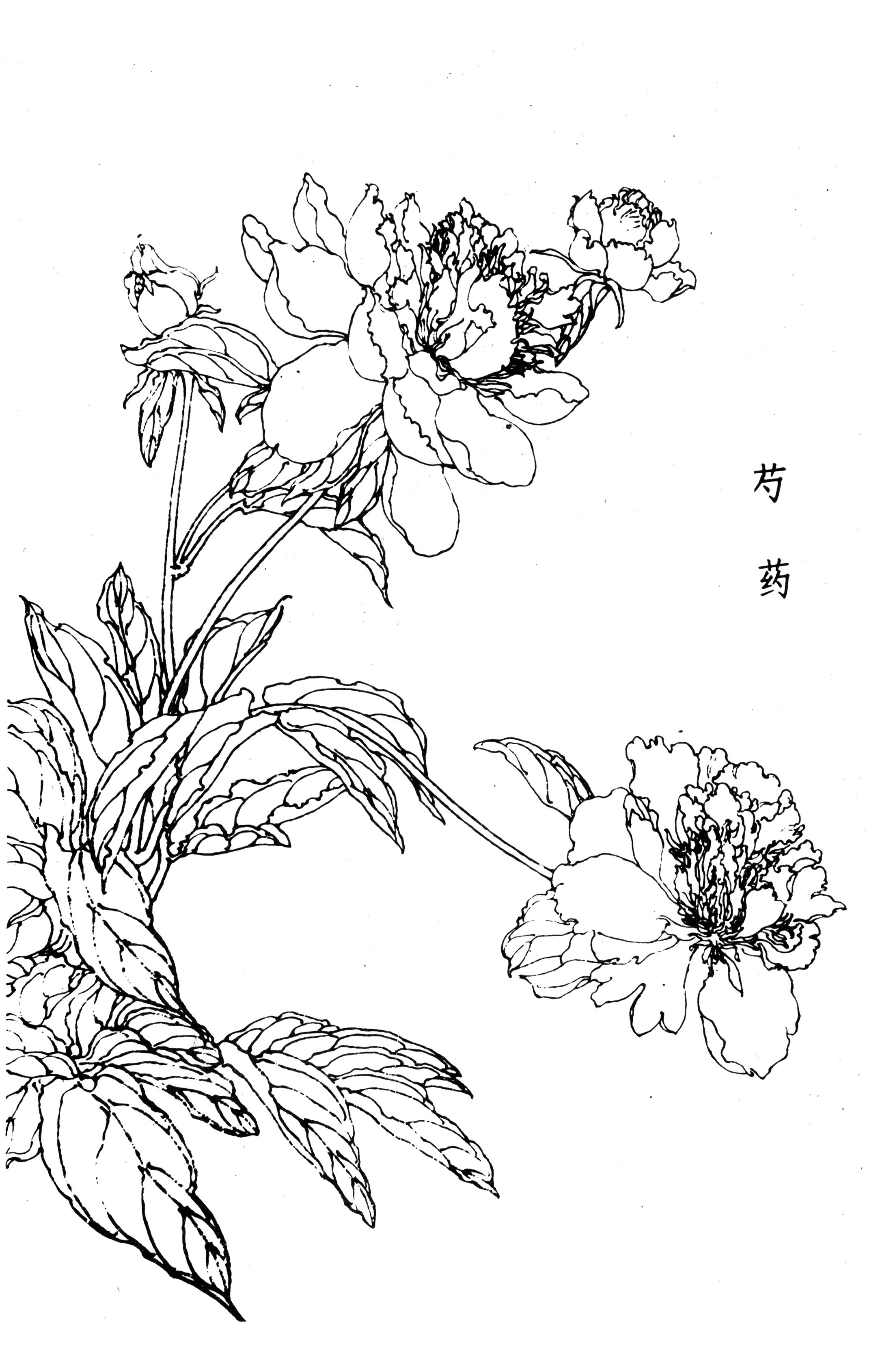 书画家艺术网站工笔画百花谱白描图0165工笔画百花谱