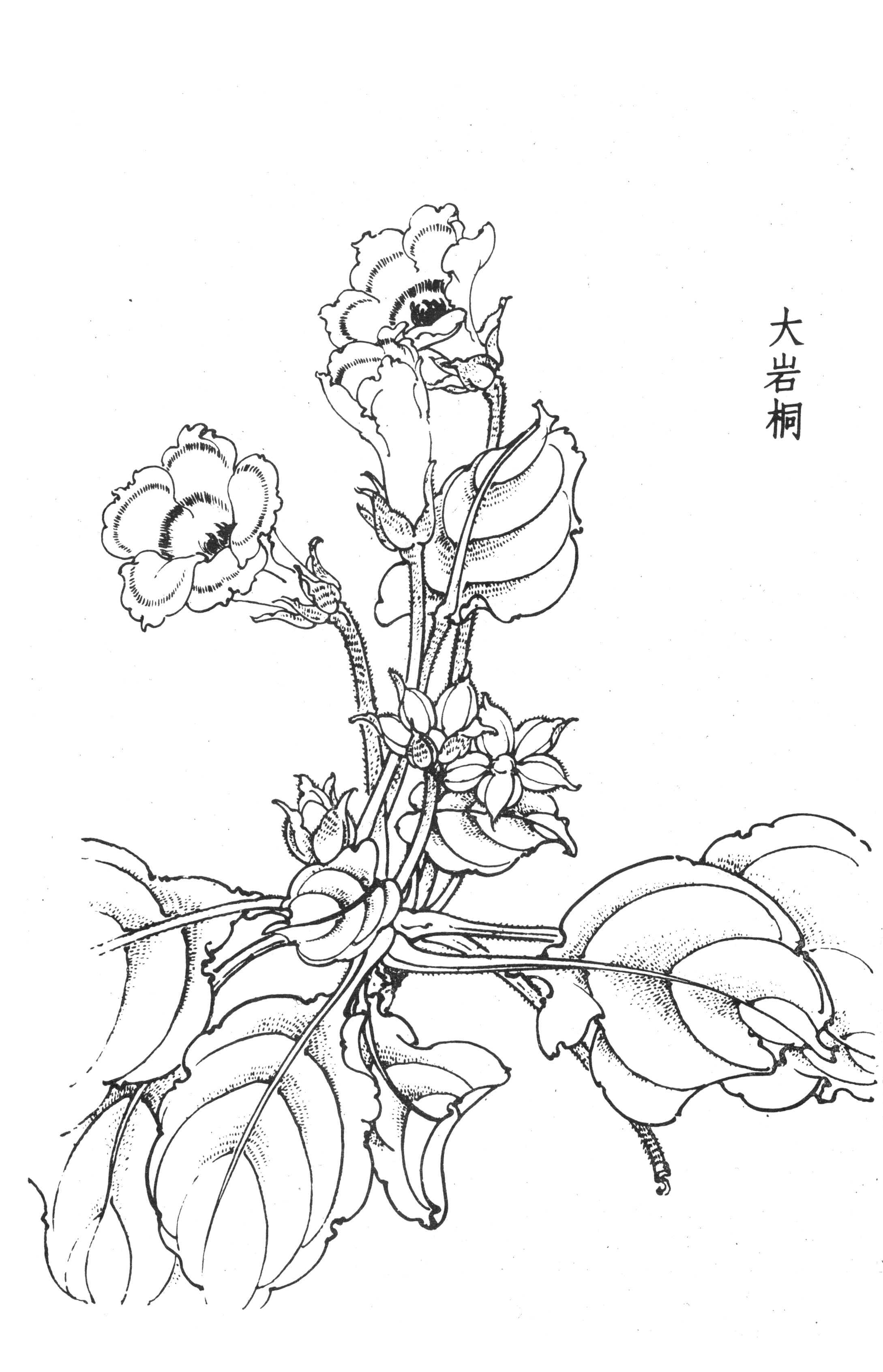 书画家艺术网站工笔画百花谱白描图0170工笔画百花谱