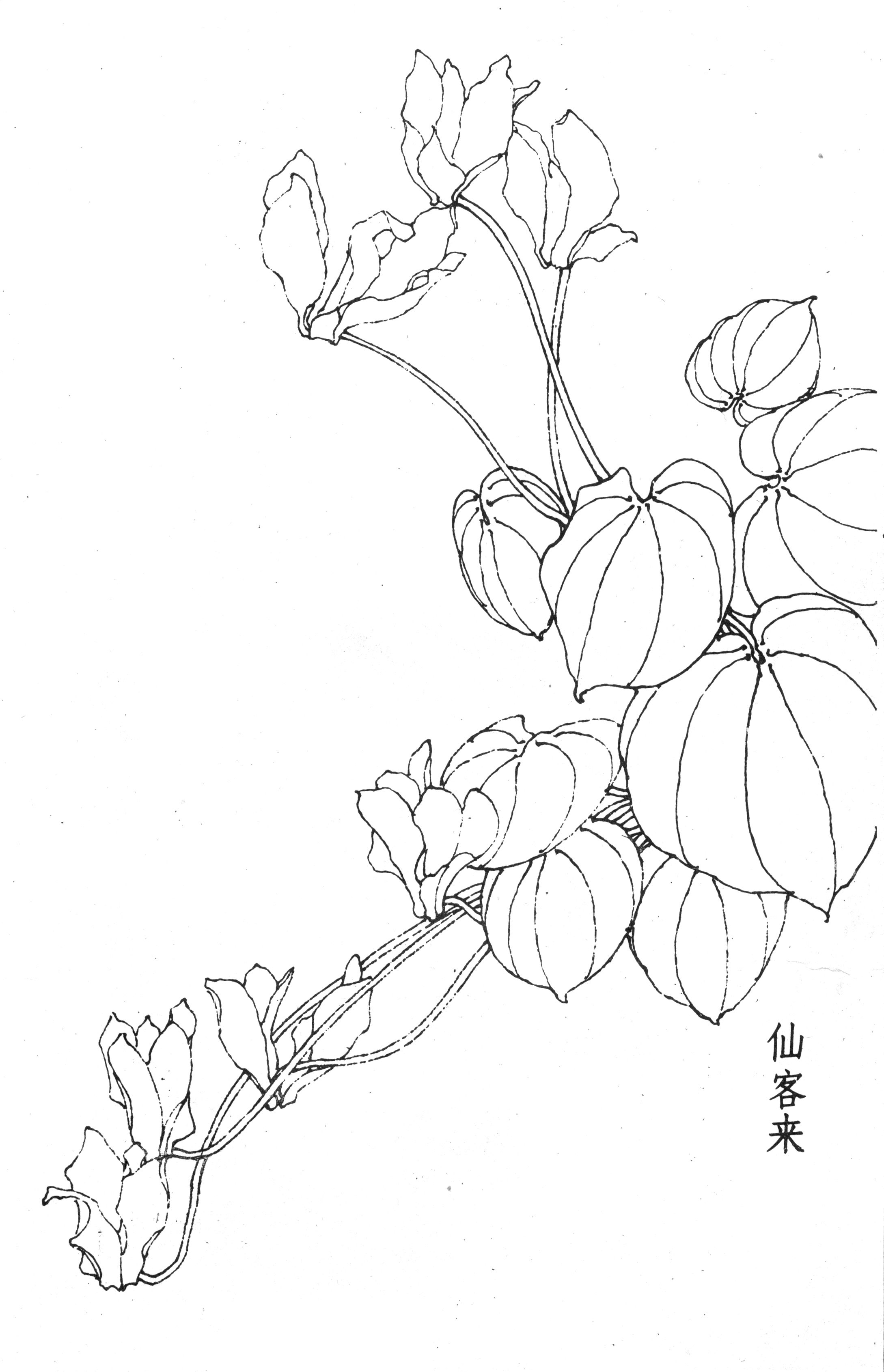 书画家艺术网站工笔画百花谱白描图0186工笔画百花谱