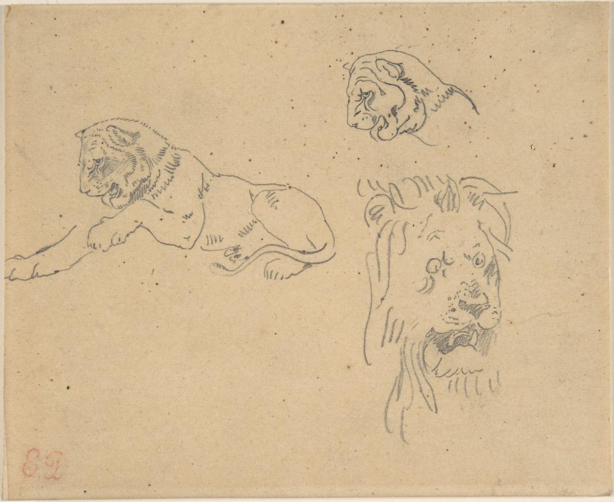 0146_德拉克洛瓦绘画油画图集TIF_Three_Studies_of_a_Lion-Eugene_Delacroix_French_Charenton-Saint-Maurice_1798–1863_Paris