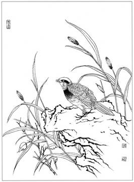 工笔画花鸟白描线稿素材高清图