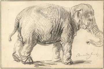 0094_伦勃朗_Rembrandt 1606–1669-An Elephant 1637_3440x2270PX_TIF_97DPI_22_0